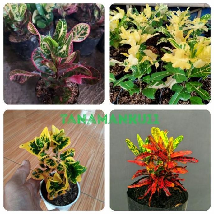 baru paket 4 tanaman puring kerupuk tb apel koin cabe merah