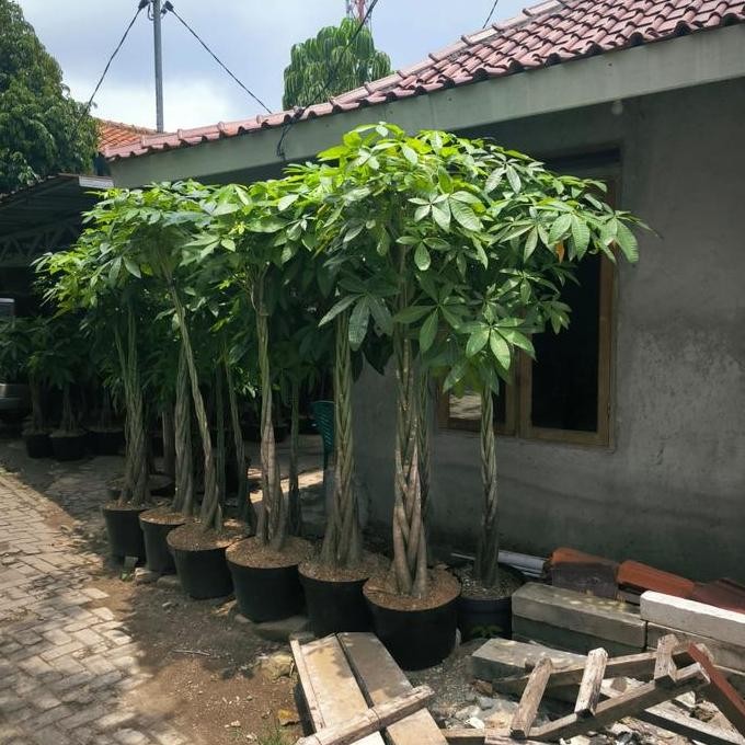 baru tanaman pachira money tree kepang size besar