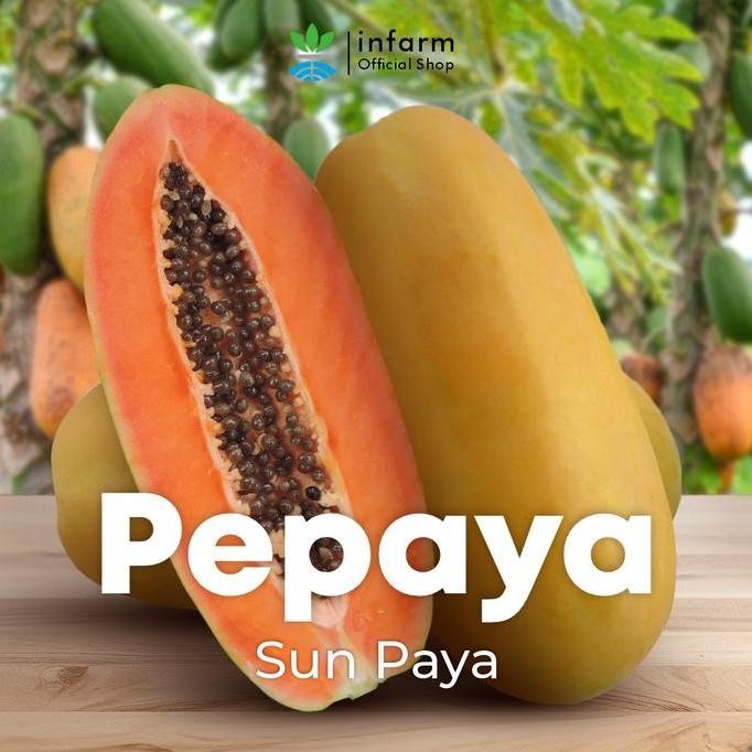 ANEKA BENIH BUAH BERKUALITAS TUMBUH SUBUR HASIL PANEN MELIMPAH ANEKA BENIH BIBIT BENIH BUAH BUAHAN