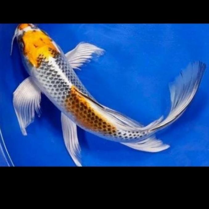 Ikan Koi Metalik Kuning Putih Size 20Cm Slayer Kumpay Hiasan Aquarium