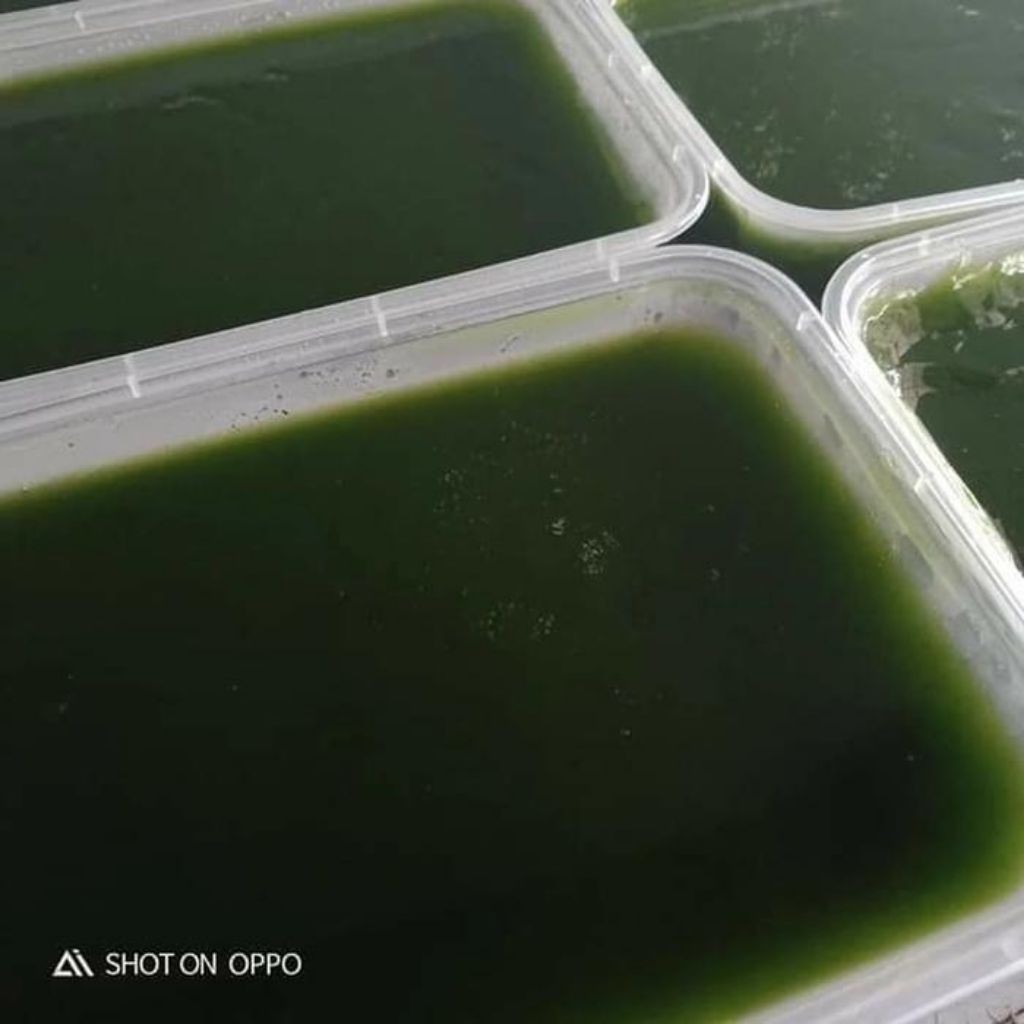 

jely cincau hijau organik fresh