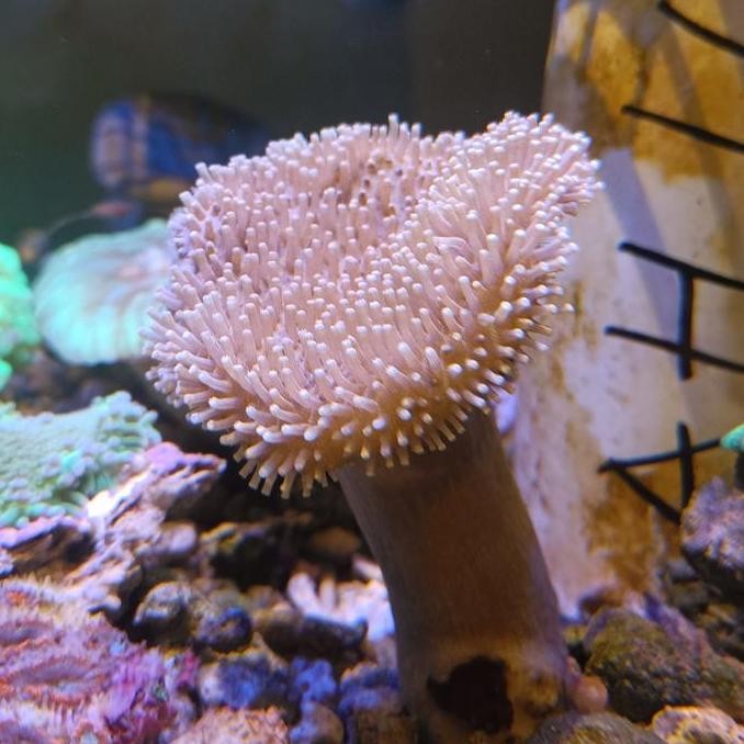 Coral Payungan Bulu Coral Aquarium Laut