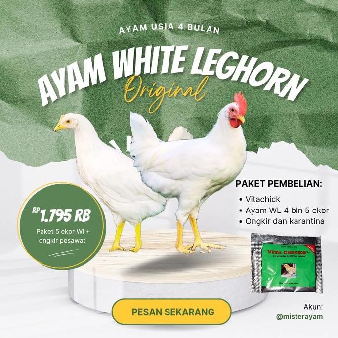 

Ayam White Leghorn 3 Bln Isi 9 Co