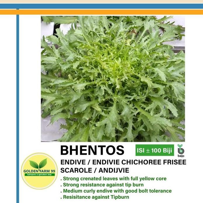 fresh Benih Endive BENTHOS Bejo Seed Import - Tipe Endive Curly murah