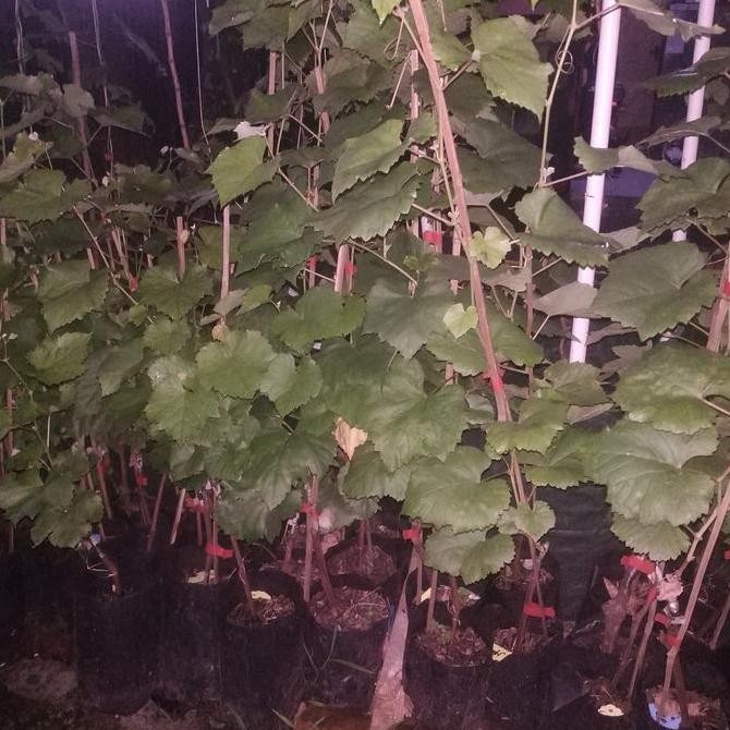 

fresh Bibit Anggur Import Ninel murah