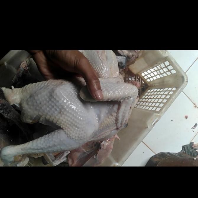 

(Expert) AYAM KAMPUNG LARGE 900-1000gr