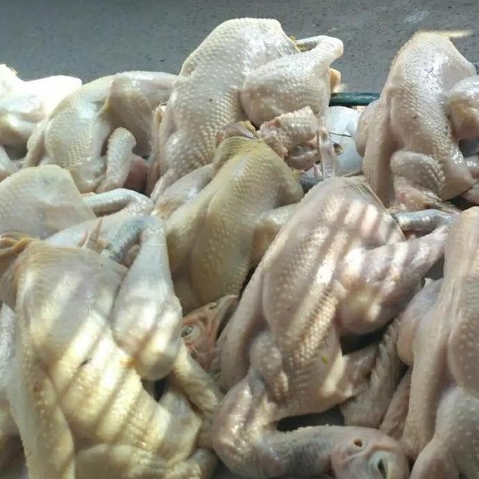 

(Expert) AYAM KAMPUNG MEDIUM 800-900 gr