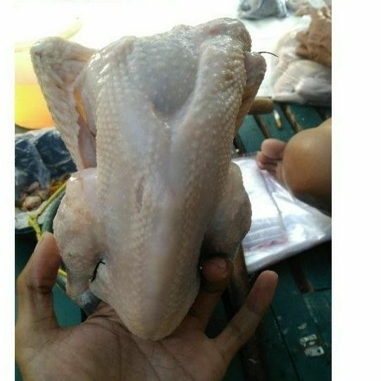 

(Expert) AYAM KAMPUNG SMALL 500-600 gr