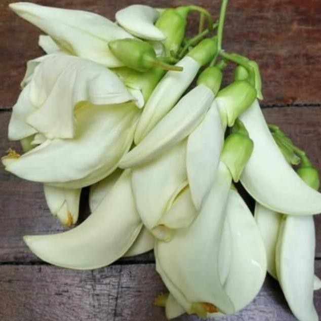 

Sayur Kembang Bunga Turi Putih Segar Fresh.