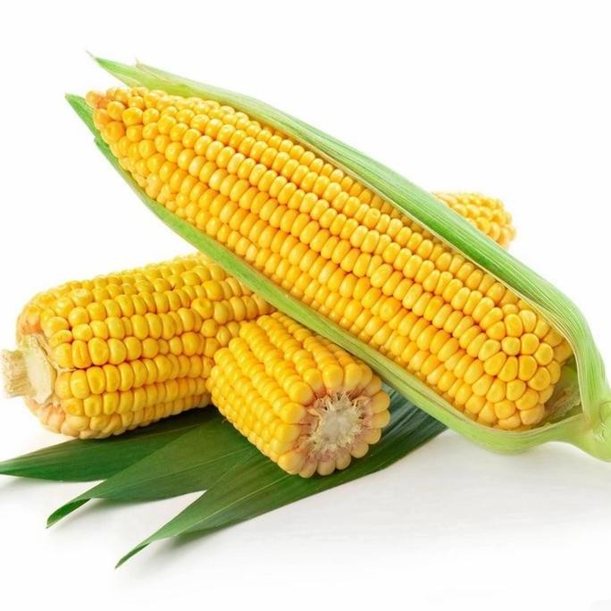 

JAGUNG MANIS MUDA Sayur Segar IBAZA fruitsBOX - 1 buah tongkol jagung fresh segar