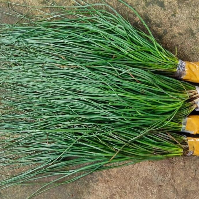 

sayur kucai segar /tanaman sayur kucai fress
