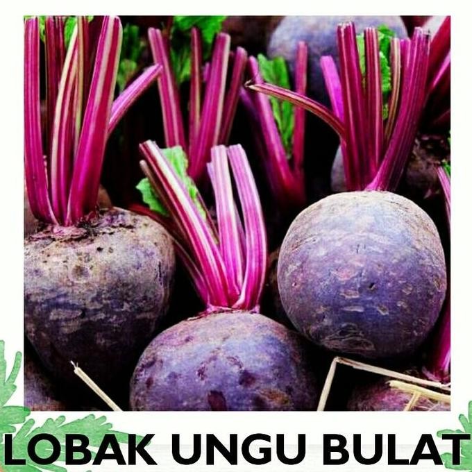 

BIT LOBAK BIT LOBAK UNGU BULAT Sayur Segar IBAZA fruitsBOX Buah Bit Merah/ Ungu Banyak Manfaat Kesehatan Bisa untuk Bahan Sayur Jus dan Herbal