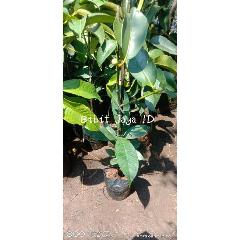 BIBIT BUAH MANGGIS KONDISI SUDAH BERBUAH&BERBUNGA - HASIL OKULASI