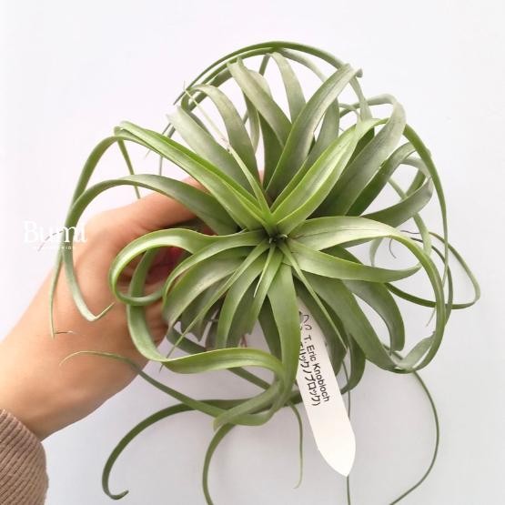 TILLANDSIA ERIC KNOBLOCH - BUMI AIR PLANTS TANAMAN UDARA