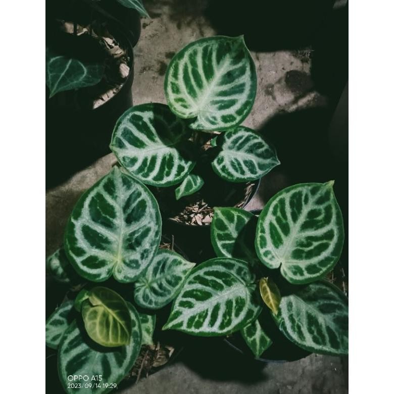 DORAYAKI SILVER ORI SEDD