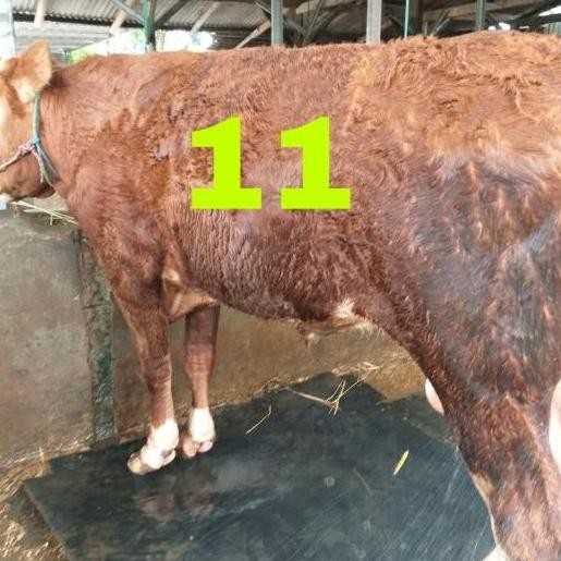 

Sapi Qurban Idul Adha Jabodetabek nur01