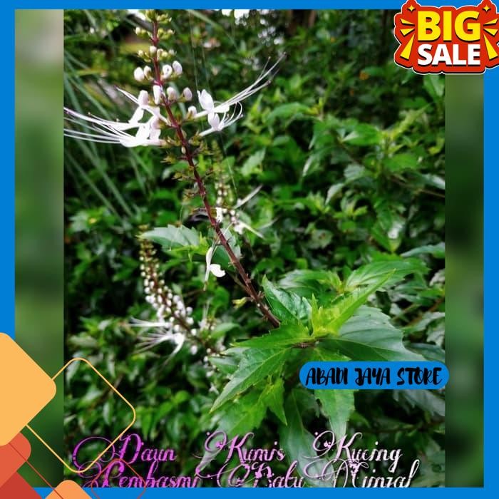 

DAUN KUMIS KUCING SEGAR PER 20 LEMBAR OBAT BATU GINJAL BEBAS ONGKIR
