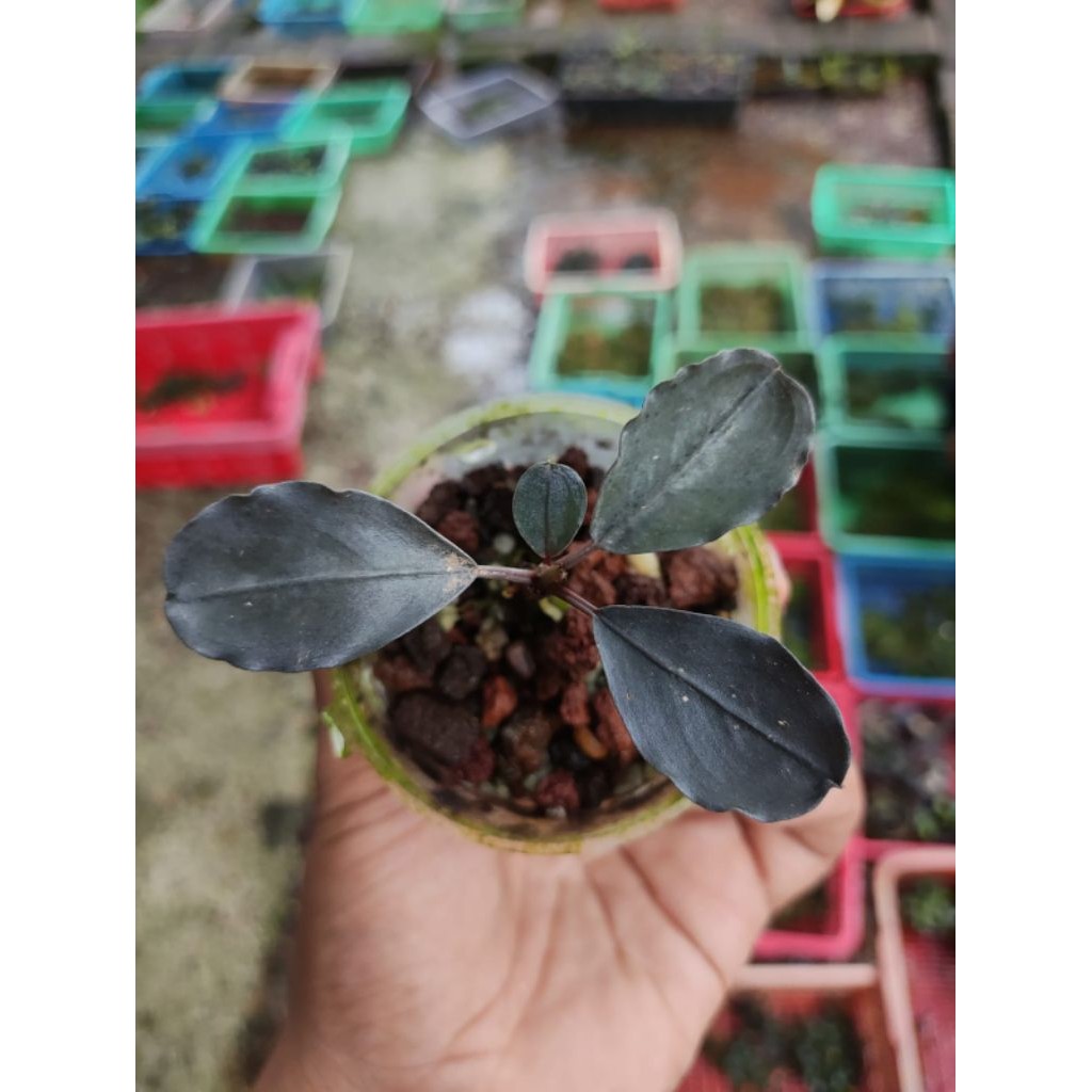 BUCE BLACK PINK MURAH