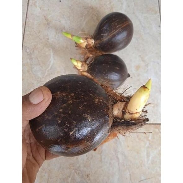 (Allthebest) Bonsai Kelapa/Bahan Bonsai Kelapa/Bonsai Kelapa Gading/Bonsai minion