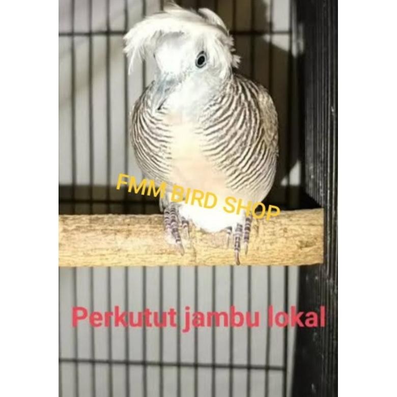 Perkutut Jambul Lokal Alam Katuranggan Songgo Ratu