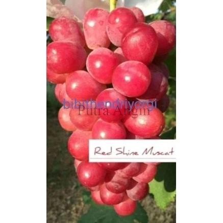 

OBRAL BIBIT TANAMAN BUAH ANGGUR IMPORT RED SHINE MUSCAT GRAFTING ASLI ATZX