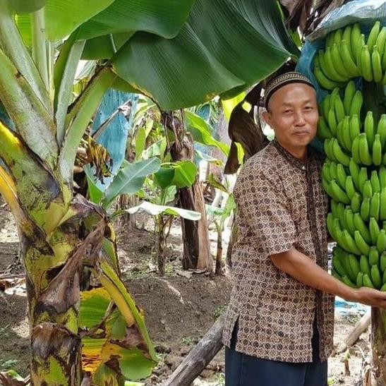 RESTOCK BIBIT TANAMAN BUAH PISANG GIANT CAVENDISH - BELI 3 GRATIS 1 ATV