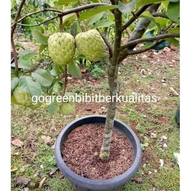 Bibit Tanaman Bibit Buah Srikaya Besar Pohon Buah Srikaya Besar Jumbo ATZ