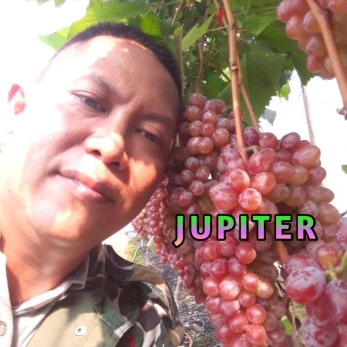 

(JUPITER) BIBIT ANGGUR IMPORT PAK SUPRIANTO