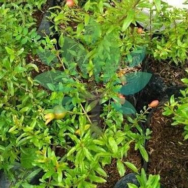 Bibit Tanaman Buah Delima Merah-Delima Merah Super ATZ