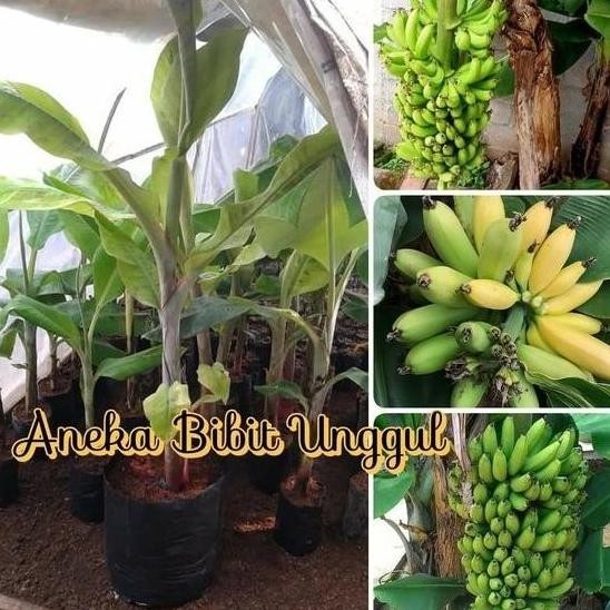 BIBIT PISANG MOROSE POHON PENDEK - bibit unggul nirna ATV