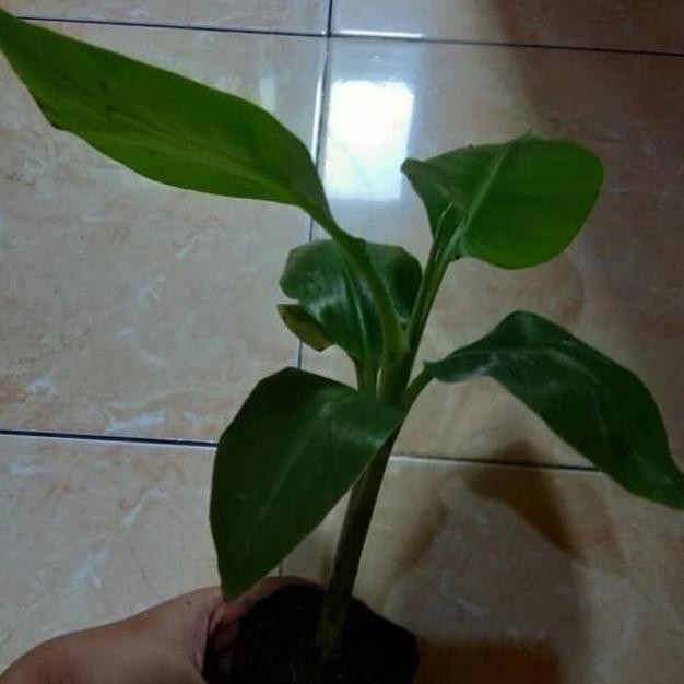 Biji Beniih Bibit Pohon Pisang Bonsai Mini ATV