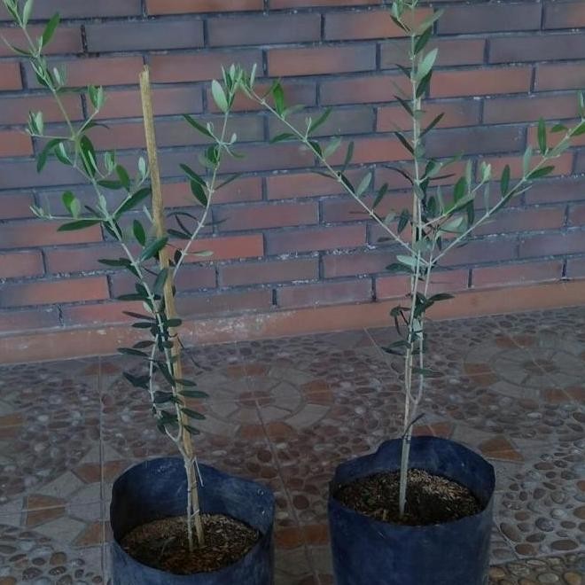 GG13 Bibit Tanaman Buah Zaitun 70cm-Pohon Zaitun 70Cm Asli-Pohon Buah ATZ