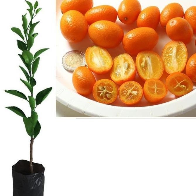 Bibit Tanaman Pohon Jeruk Nagami Bibit Jeruk Nagami Buah Jeruk Nagami ATZ