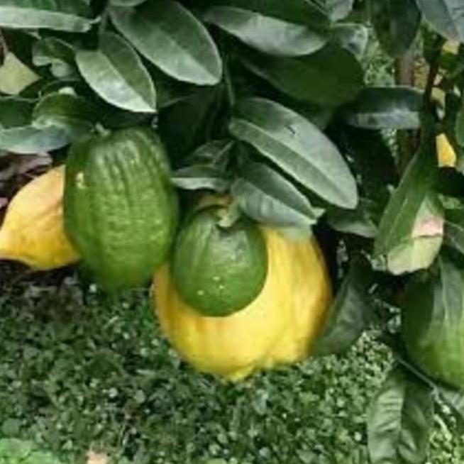 bibit tanaman buah jerukjeaya at jeruk sukade super rugwsi 2690eb ATZ