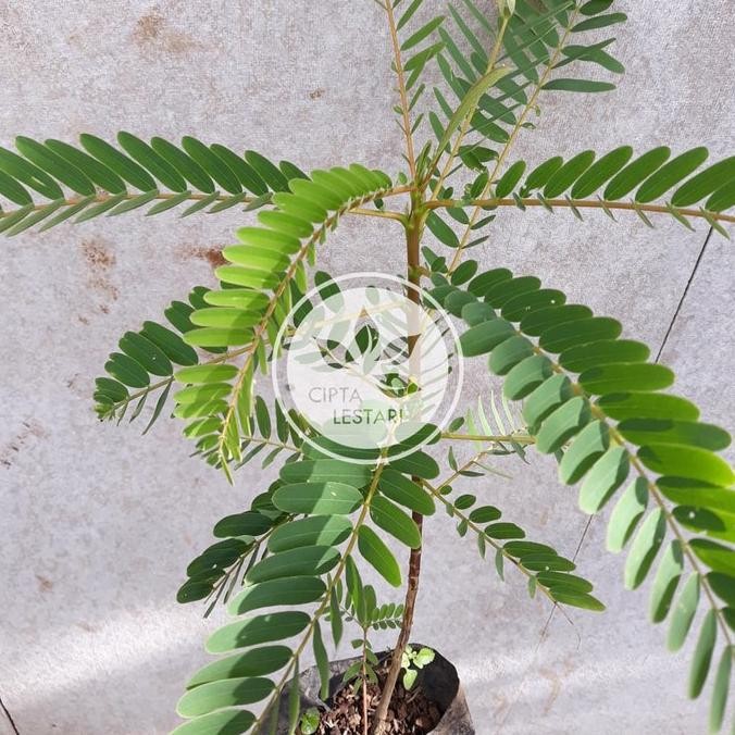 Obral Bibit Pohon Bunga Turi Putih Tanaman Kembang Outdoor Daun Obat