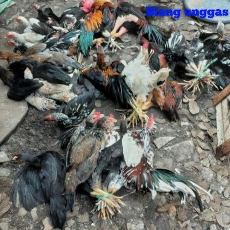 

Ayam Kampung Jantan Asli Fresh / Ayam Jago Siap Olah Original