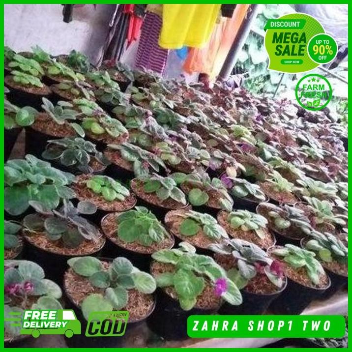 TANAMAN BUNGA VIOLCES BIBIT BERBUNGA MERAH FAVORIT PRODUK PILIHAN 