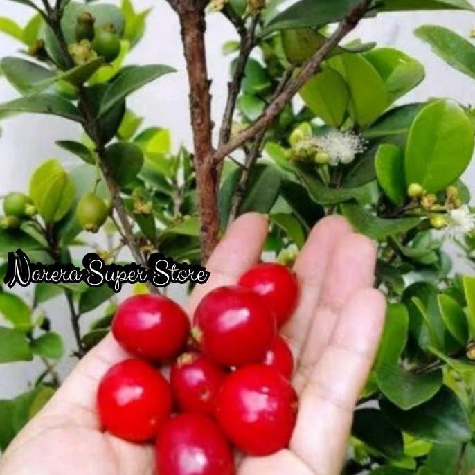 fresh Tanaman Bibit Pohon Buah Cherry Jepang Ceri Murah Ekonomis