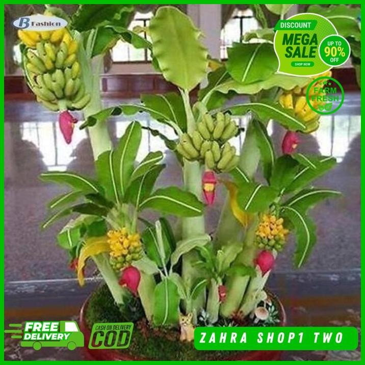 BIBIT BENIH BIJI PISANG BONSAI MINI IMPORT ISI 10 BIJI UNGGULAN TERBAIK 