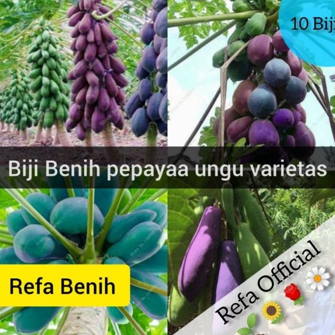 10 Biji Benih Pepaya Ungu Varietas F1 Import / Benih Buah Pepaya Ungu