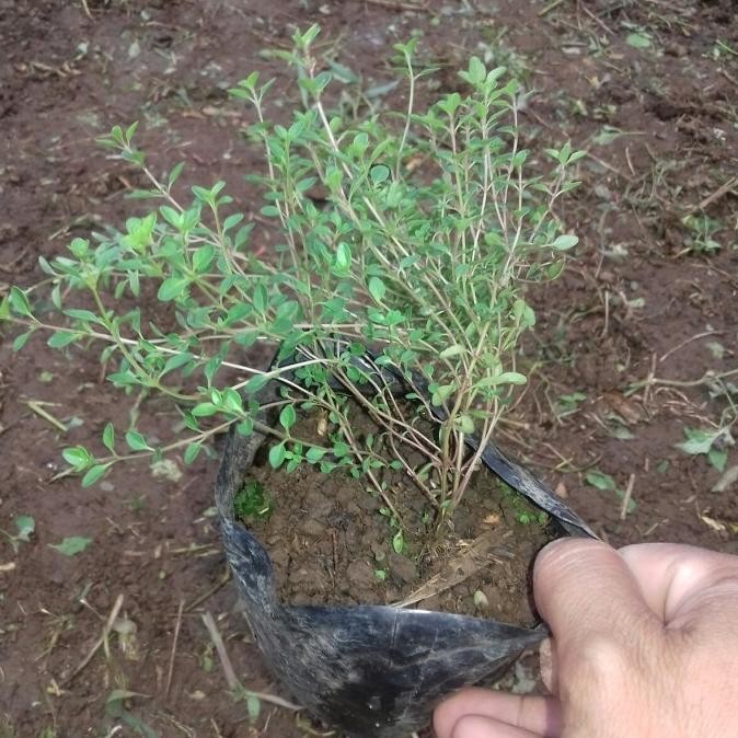 promo terbatas bibit tanaman thyme-tanaman herbal thyme