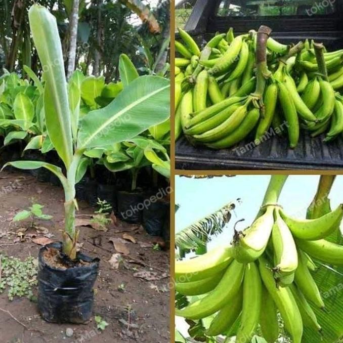 bibit pisang tanduk sukabumi unggulan madu MMZ