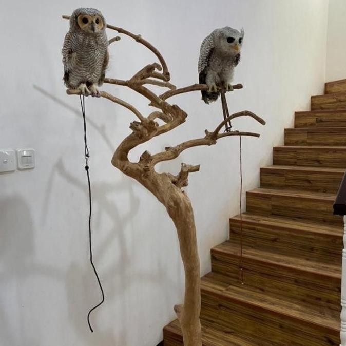 Tangkringan bubo owl tangkringan pohon kopi burung hantu