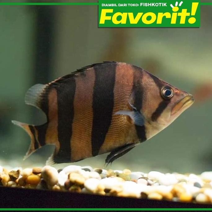Baby Datnoid Tiger Fish Ikan Hias Datz Hiasan Aquarium Aquascape