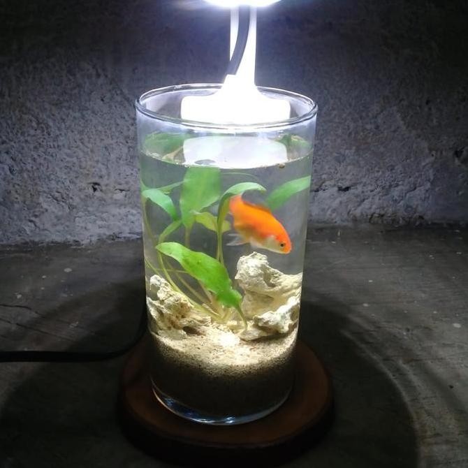 Paket Aquascape Mini| Aquascape| Cupang| Aquarium Mini Tanpa Aerator