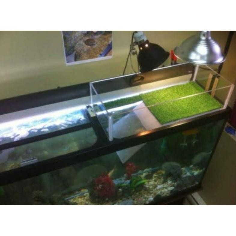 box acrylic tempat kura kura berjemur AST