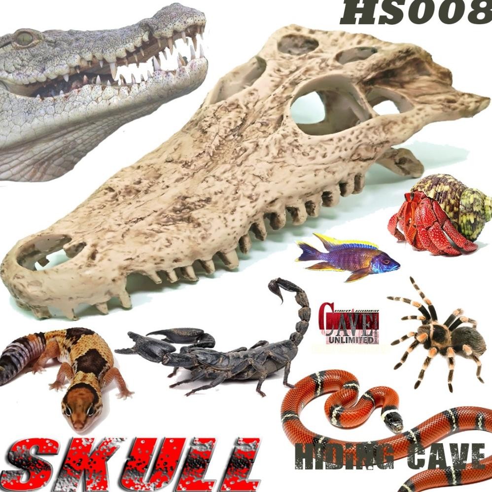 HS008 HIDING SKULL TENGKORAK KEPALA BUAYA CROCODILE SKELETON KERANGKA FOSIL PREDATOR HIASAN TERRARIU