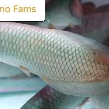 Ikan Arwana Nil /Ikan Arwana Nel Hiasan Aquarium Air Tawar
