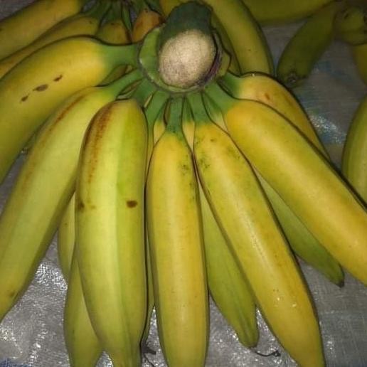 

bibit tanaman pisang raja nangka cepat berbuah MMZ