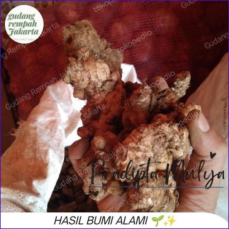 

Stok Ready.! Jahe Emprit 1 Kg